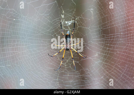 Einer der vielen Palmen Spinnen, Nephila Inaurata in Mahe, Seychellen Stockfoto