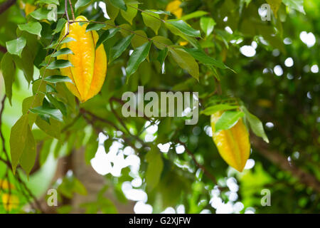 Karambole, auch bekannt als Star Frucht auf einem Baum in den Hügeln von La Digue, Seychellen Stockfoto