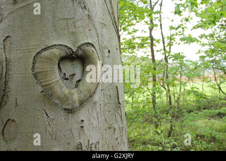 Ein Baumstamm geschnitzt mit Liebe Herz auf Bäumen in einem Laubwald an einem sonnigen Frühlingstag, Derbyshire England UK Stockfoto