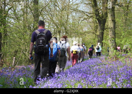 Die Menschen auf eine Glockenblume gehen durch den National Trust Wald im Hardwick Estate in Derbyshire auf einer sonnigen Maifeiertag England UK Stockfoto