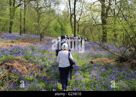 Menschen auf eine geführte Bluebell gehen durch den Wald auf dem Hardwick Anwesen in Derbyshire, Großbritannien im Mai im Rahmen des Chesterfield Walking Festival Stockfoto