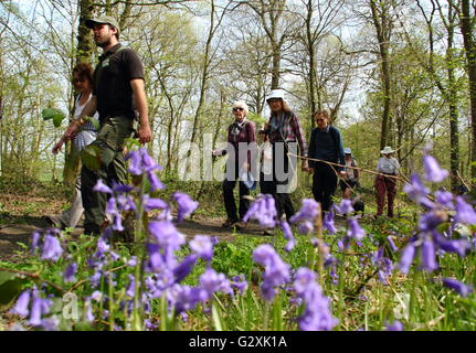 Menschen die Teilnahme an einer Glockenblume Fuß durch den Wald auf dem Hardwick Anwesen in Derbyshire an einem sonnigen Frühlingstag, UK - Mai Stockfoto