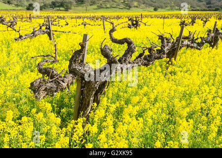 Frühling im Napa Valley mit Senf Blumen Stockfoto