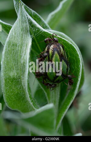 Makroaufnahme von Ameisen Klettern auf einer Pflanze Stockfoto