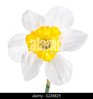 Narcissus Blume isoliert auf weißem Hintergrund Beschneidungspfad Stockfoto