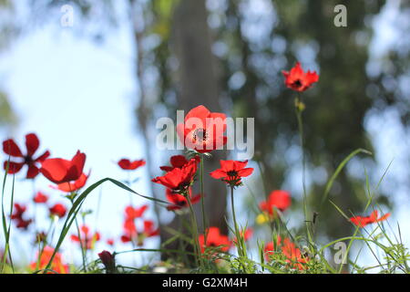 Red Poppy anemone Blumen Stockfoto