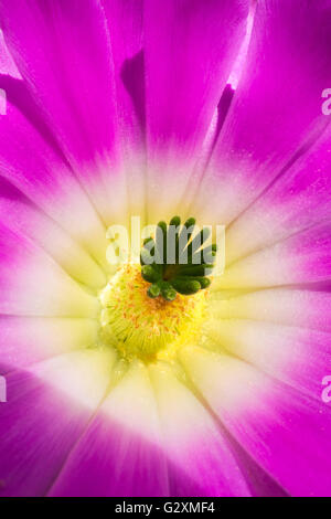 Bunte Blume des Echinocereus pentalophus Stockfoto