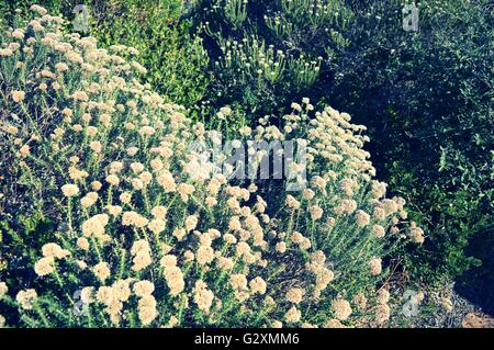 Blumen am Cape Point, Table Mountain National Park, Stockfoto