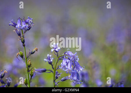 Eine Nahaufnahme von Glockenblumen wachsen in einem Wald in Hampshire Stockfoto