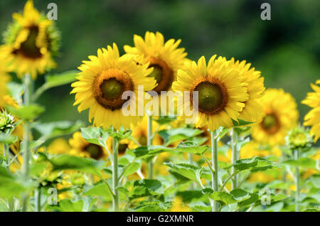 Viele gelbe Blume Sonnenblume oder Helianthus Annuus blühen in der Farm, Thailand Stockfoto