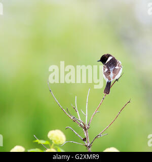 Schwarzkehlchen (Saxicola Torquata). Russland, Sochi (Adler). Stockfoto