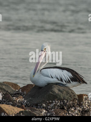 Australian Pelican in Newcastle Hafen New South Wales Stockfoto