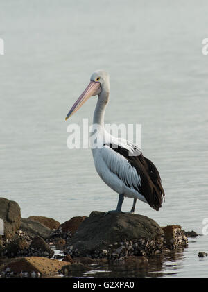 Australian Pelican in Newcastle Hafen New South Wales Stockfoto