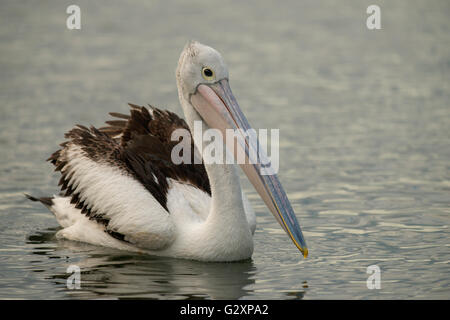 Australian Pelican in Newcastle Hafen New South Wales Stockfoto