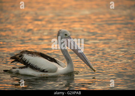 Australian Pelican in Newcastle Hafen New South Wales Stockfoto