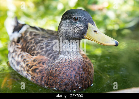 Portrait einer weiblichen Stockente Anas Platyrhynchos, Baden im Teich. Diese Ente finden Sie in fast jedem Bereich mit einem Feuchtgebiet h Stockfoto