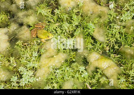 Eine männliche Wasser grünen Grasfrosch, außer Esculentus, auf die Vegetation in einem Teich schwimmen. Diese essbare Frösche sind für Foo verwendet. Stockfoto