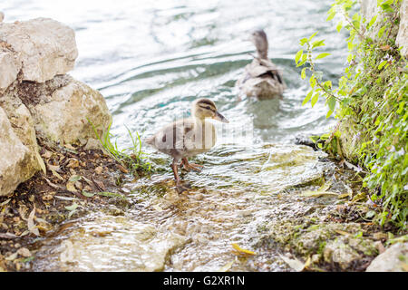 Ein Entlein am Rande des Flusses bereit, Tauchen und Schwimmen mit der Mutter Stockfoto