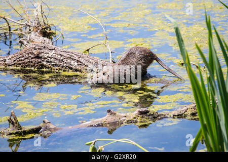 Ein Nutria, Biber brummeln, auch bekannt als Fluss Ratte oder Nutrias stehend auf einem Baumstamm auf dem Wasser in einem Teich schwimmen Stockfoto