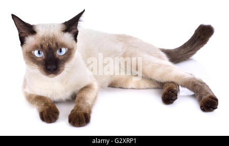 Porträt von braune Katze isoliert auf weißem Hintergrund Stockfoto