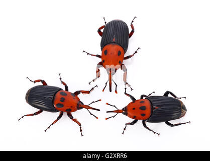 Rote Käfer Insekt auf weißem Hintergrund Stockfoto