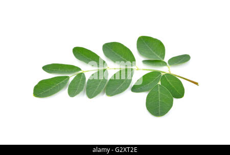 Moringa Blätter auf weißem Hintergrund Stockfoto