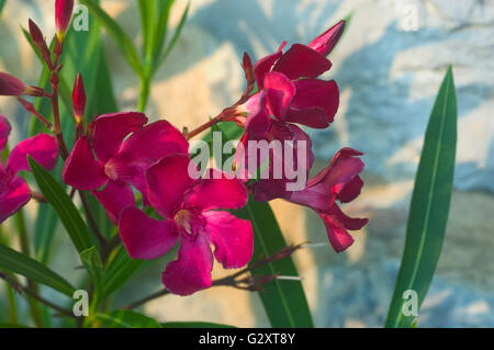 Oleander-Blüten Nahaufnahme Foto in einem Garten Stockfoto
