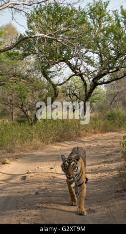 Wilde Tiger zu Fuß auf einer Dschungel-Strecke, Kopf auf, in den trockenen Wäldern von Ranthambore Nationalpark in Indien Stockfoto
