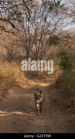 Wilde Tiger zu Fuß auf einer Dschungel-Strecke, Kopf auf, in den trockenen Wäldern von Ranthambore Nationalpark in Indien Stockfoto
