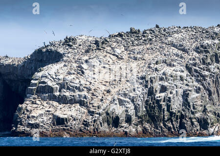 Bounty Island in hellem Sonnenlicht, Neuseeland Sub-Antarktis Stockfoto