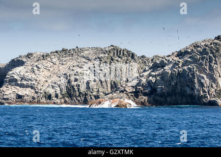 Bounty Island, Neuseeland-Sub-Antarktis Stockfoto