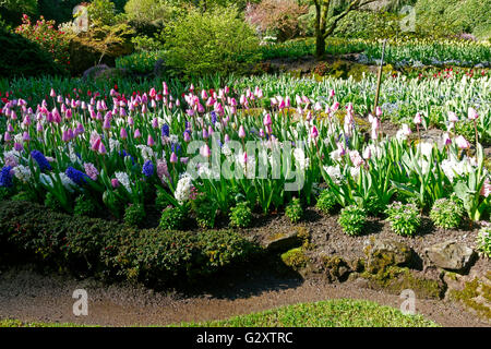 Butchart Gardens im Frühling, Tulpe und Hyazinthe Display in die versunkene Garten Stockfoto