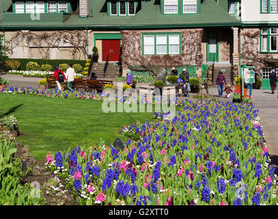 Butchart Gardens im Frühjahr, die Piazza Stockfoto