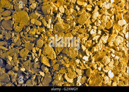 Haufen von alluvial Gold Staub gefunden in einem Fluss im Departement Gard Französisch in Süd-Ost-Frankreich Stockfoto