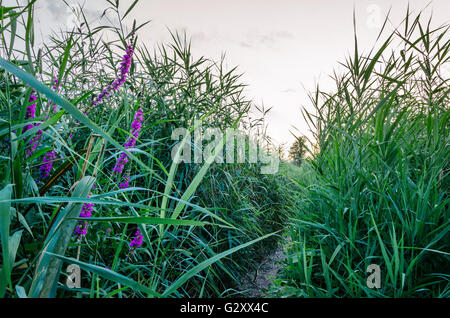 Weg in den hohen Rasen Stockfoto