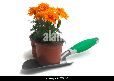 Ringelblumen in verschiedenen Farben, fotografiert im Studio auf weißem Hintergrund zu illustrieren, Pflanzen im Garten Stockfoto