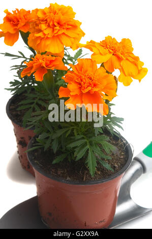 Ringelblumen in verschiedenen Farben, fotografiert im Studio auf weißem Hintergrund zu illustrieren, Pflanzen im Garten Stockfoto