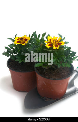 Ringelblumen in verschiedenen Farben, fotografiert im Studio auf weißem Hintergrund zu illustrieren, Pflanzen im Garten Stockfoto