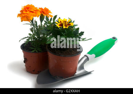 Ringelblumen in verschiedenen Farben, fotografiert im Studio auf weißem Hintergrund zu illustrieren, Pflanzen im Garten Stockfoto