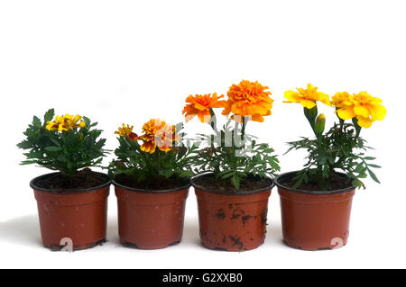 Ringelblumen in verschiedenen Farben, fotografiert im Studio auf weißem Hintergrund zu illustrieren, Pflanzen im Garten Stockfoto