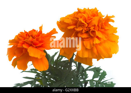 Ringelblumen in verschiedenen Farben, fotografiert im Studio auf weißem Hintergrund zu illustrieren, Pflanzen im Garten Stockfoto