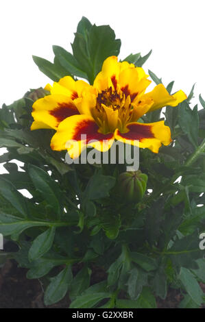 Ringelblumen in verschiedenen Farben, fotografiert im Studio auf weißem Hintergrund zu illustrieren, Pflanzen im Garten Stockfoto