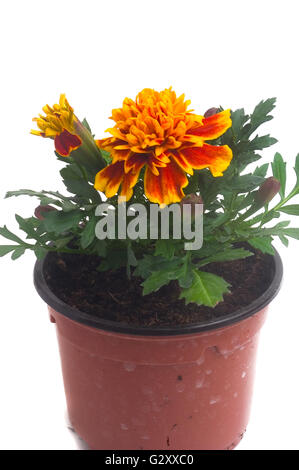 Ringelblumen in verschiedenen Farben, fotografiert im Studio auf weißem Hintergrund zu illustrieren, Pflanzen im Garten Stockfoto