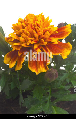 Ringelblumen in verschiedenen Farben, fotografiert im Studio auf weißem Hintergrund zu illustrieren, Pflanzen im Garten Stockfoto