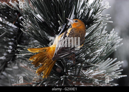 Baltimore Oriole (Ikterus Galbula) im Winterwetter, Niederlande Stockfoto