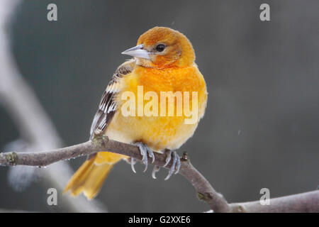 Baltimore Oriole (Ikterus Galbula) im Winterwetter, Niederlande Stockfoto