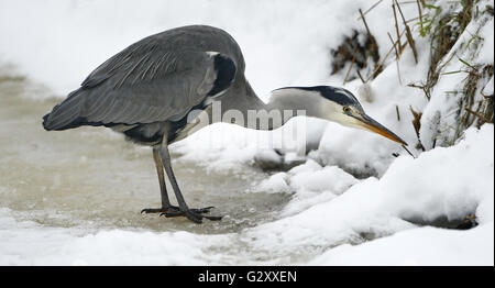 Graureiher (Ardea Cinerea), die auf der Suche nach Nahrung im Schnee, Niederlande Stockfoto