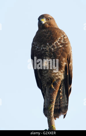 Mäusebussard (Buteo Buteo) auf Ast, Niederlande Stockfoto