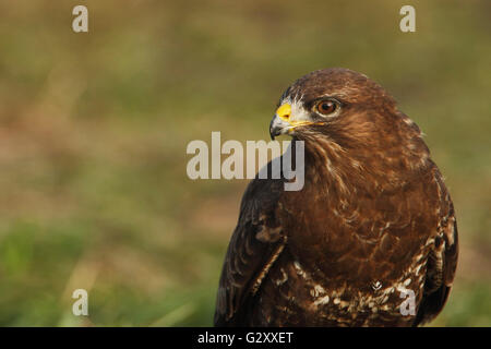 Mäusebussard (Buteo Buteo) sitzen im Rasen, Niederlande Stockfoto