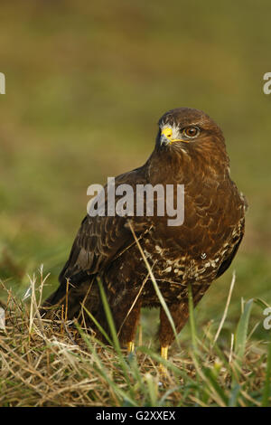 Mäusebussard (Buteo Buteo) sitzen im Rasen, Niederlande Stockfoto